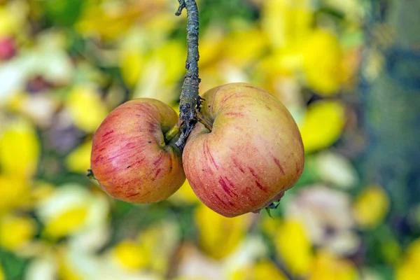 Mogna äpple hänger på trädet i trädgården — Stockfoto