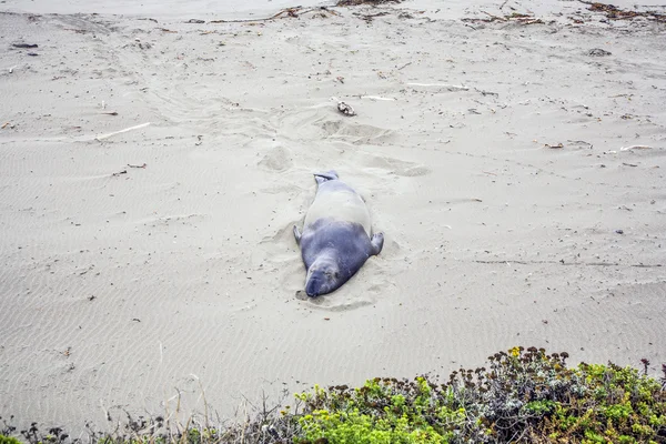Mannelijke zeeleeuwen ontspannen op het strand — Stockfoto