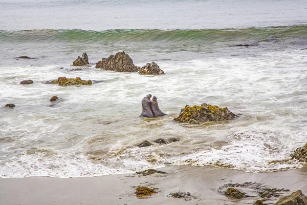 Самцы силионов сражаются в океане — стоковое фото