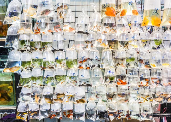 Plastic bags of fishes for sale — Stock Photo, Image