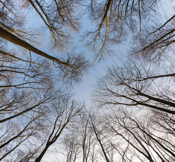 Kronan av träd med klarblå himmel — Stockfoto
