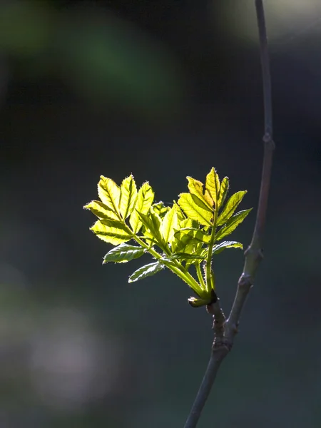 Liści w lesie — Zdjęcie stockowe