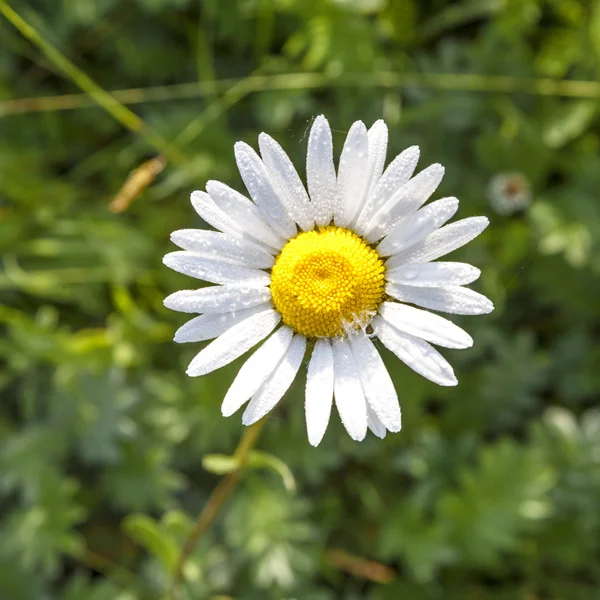 Belles marguerites dans la limace du matin — Photo