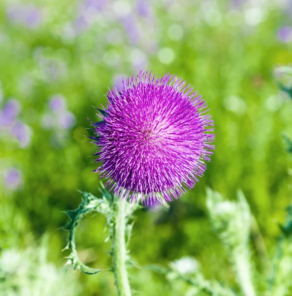 Thistle in meadow in morning light — Stock Photo, Image