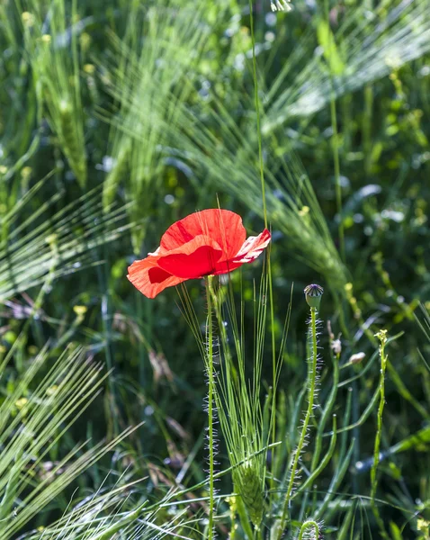 Flores coloridas de papoula vermelha no prado — Fotografia de Stock