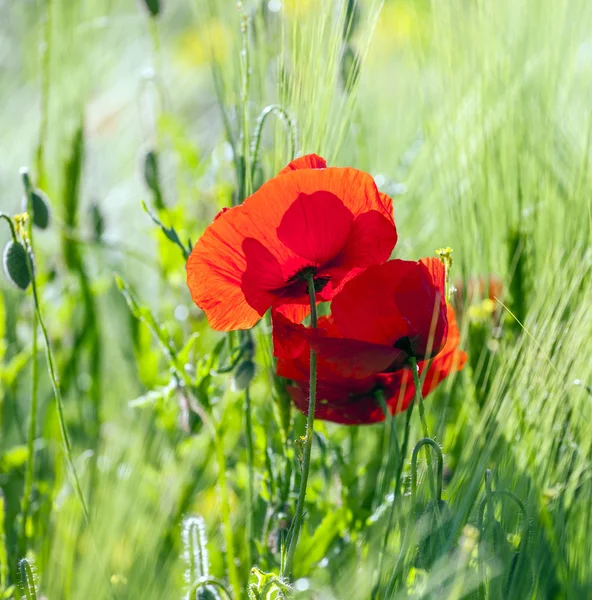 美丽的七彩草甸与鲜花 免版税图库图片