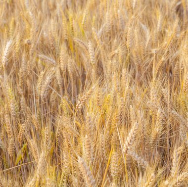 plajda su ile çalışan genç çocuk