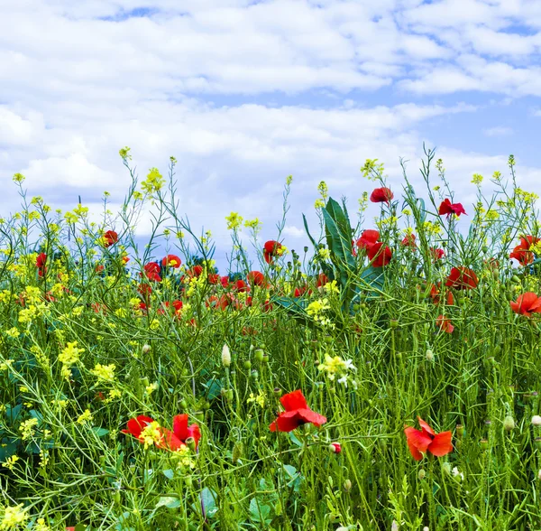 Meadow with poppys, yellow flowers and blue sky — Stock Photo, Image