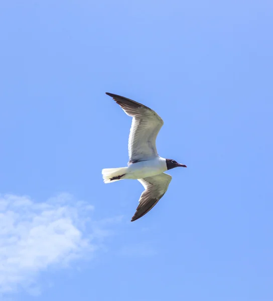 Mladý chlapec běží ve vodě na pláži — Stock fotografie