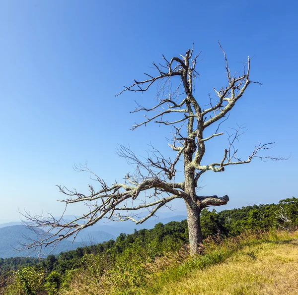 Hermosa vista de la popular montaña Blue Ridge —  Fotos de Stock