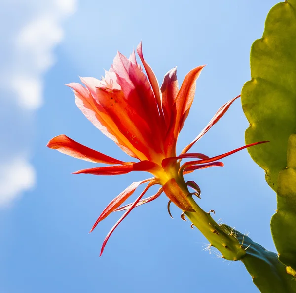 Bellissimo cactus in fiore in dettaglio — Foto Stock