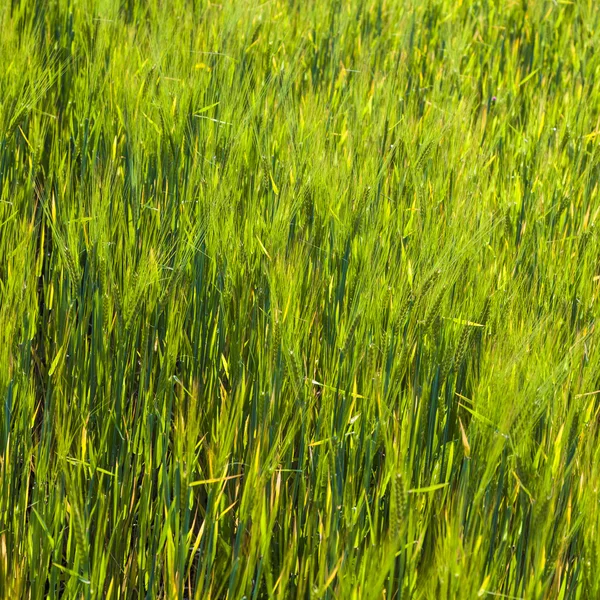 Mladý chlapec běží ve vodě na pláži — Stock fotografie