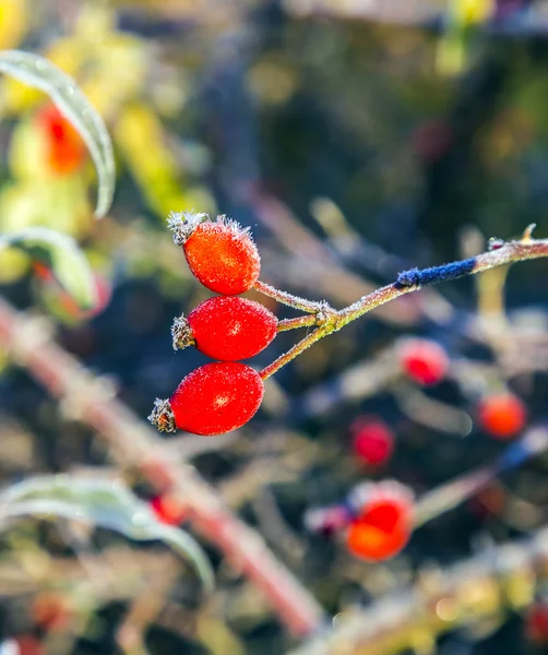 Rose hips with hoar frost in winter — Stock Photo, Image