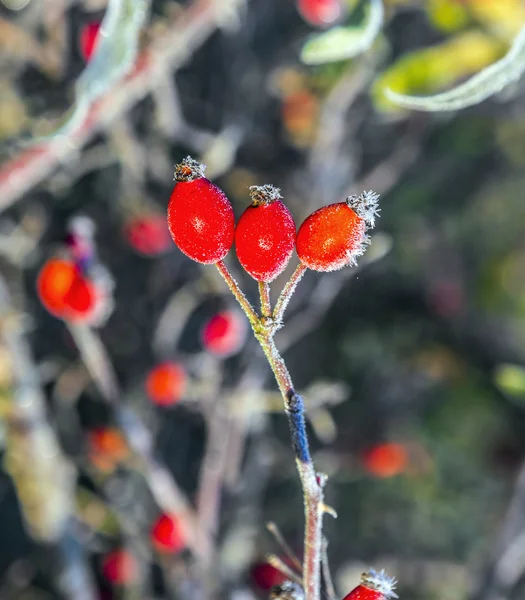 Rose hips with hoar frost in winter — Stock Photo, Image