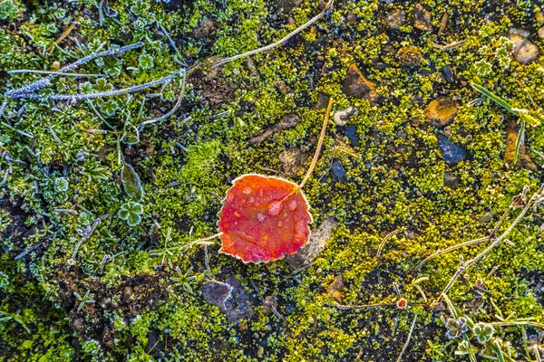 Lämnar med hoar frost på vintern — Stockfoto