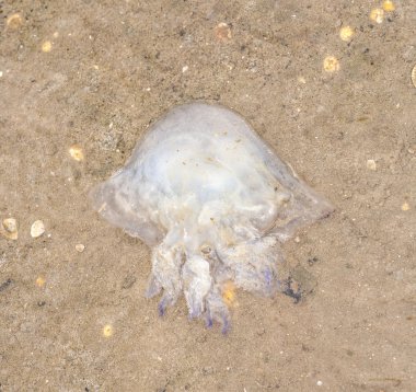 gelgit düz, jöle balık