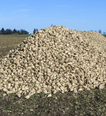 hasat Mısır alanları