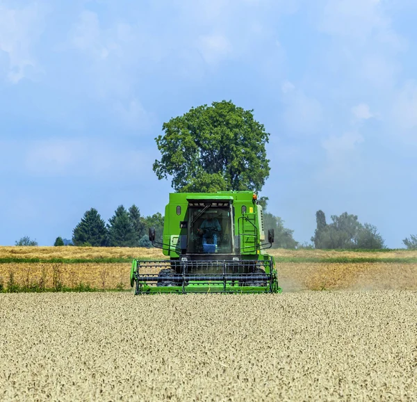 Cosechadora en campos de maíz — Foto de Stock