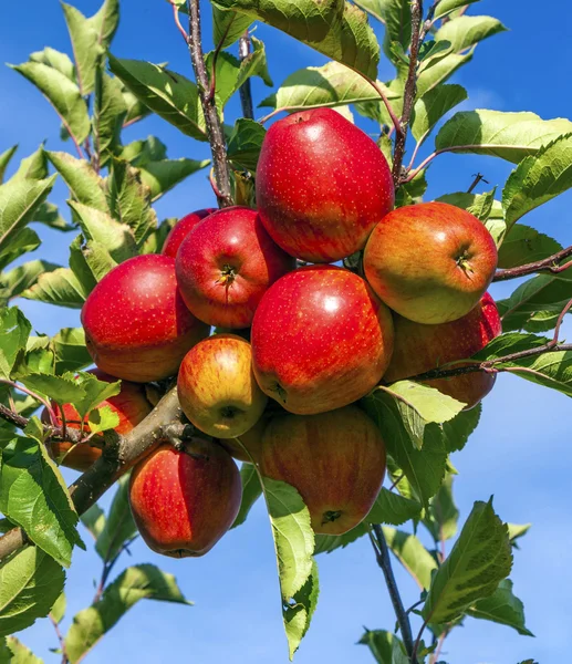 Reife Äpfel am Baum — Stockfoto
