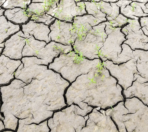 Dried earth at the river — Stock Photo, Image