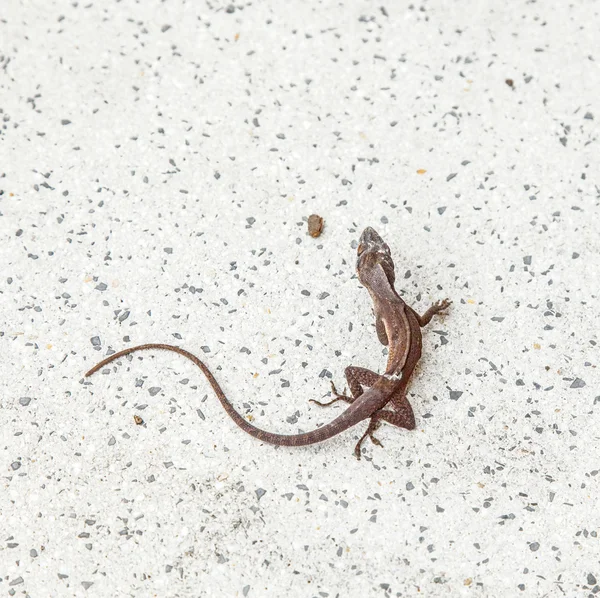 Salamandra comum rastejando no chão — Fotografia de Stock