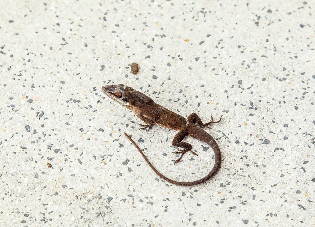 common salamander