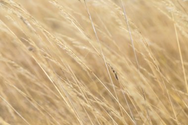 Mısır ayrıntılı harmonik desen