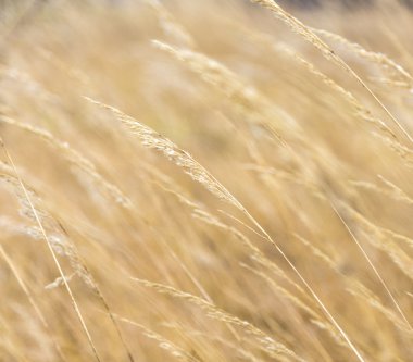 Mısır ayrıntılı harmonik desen