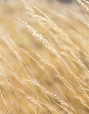 Mısır ayrıntılı harmonik desen