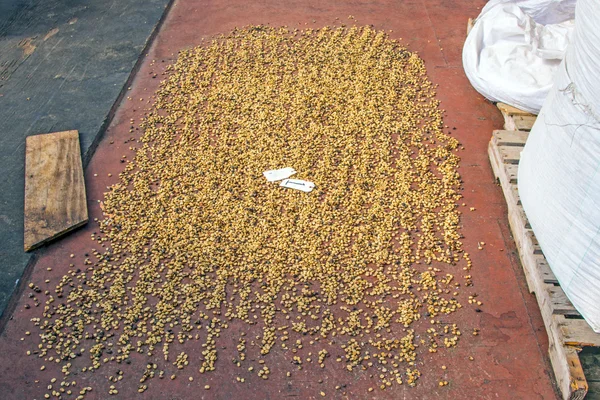 Coffee lioes on the earth for drying after the harvest — Stock Photo, Image