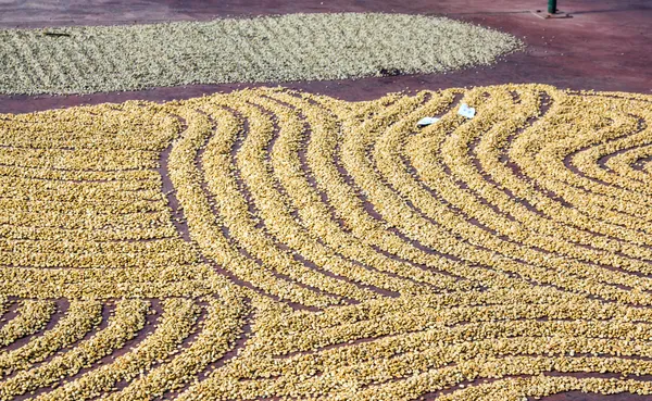 Hasattan sonra kurutma için dünya üzerinde kahve lioes