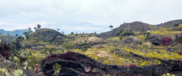 Tropical volcanic landscape on big island of Hawaii — Stock Photo, Image