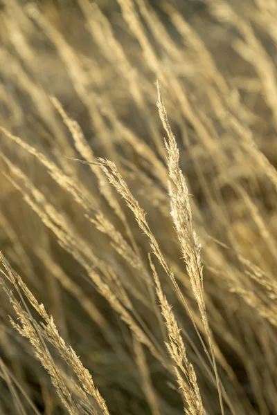 Prachtig patroon van maïs in detail — Stockfoto