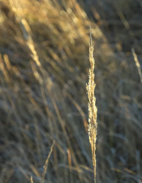 Schönes Muster von Mais im Detail — Stockfoto