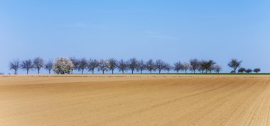 ağaçlar sıra ile taze sürülmüş acre