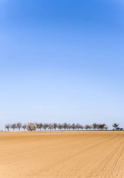 Vers omgeploegde hectare met rij van bomen — Stockfoto