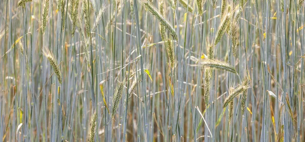 Кукурузное поле с шипами и структурированным копьём — стоковое фото