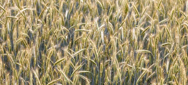 Campo de milho com espinha e lança estruturada — Fotografia de Stock