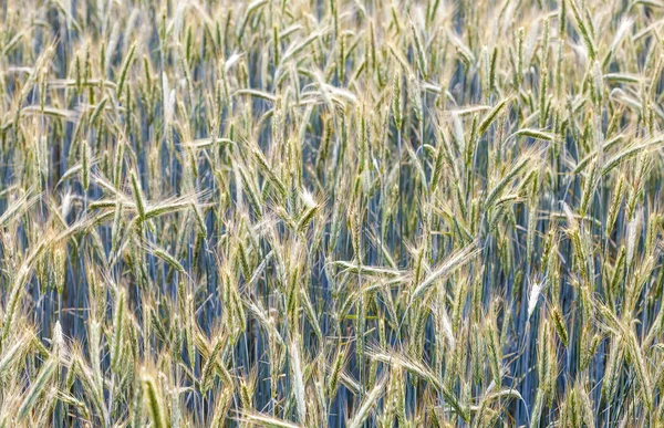 Corn field with spica and structured spear — Stock Photo, Image