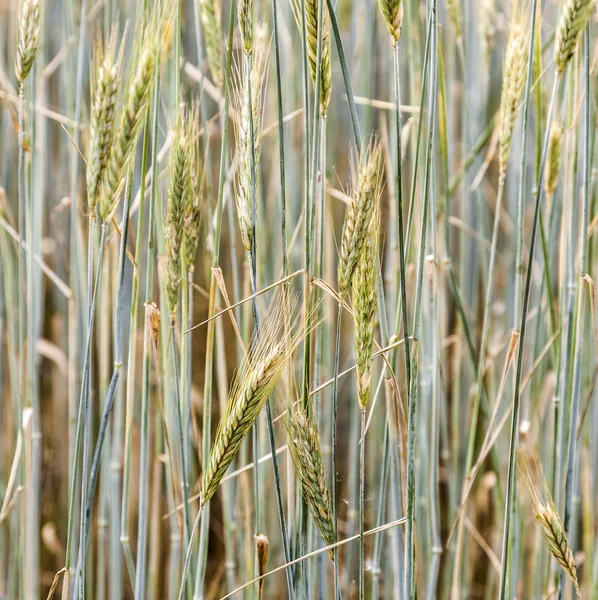 Corn field with spica and structured spear — Stock Photo, Image