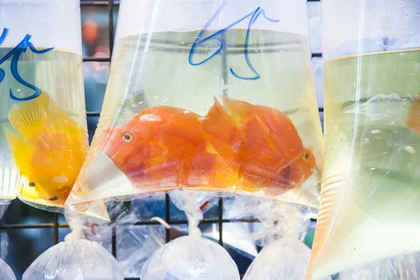 Påsar med tropiska fiskar till salu — Stockfoto