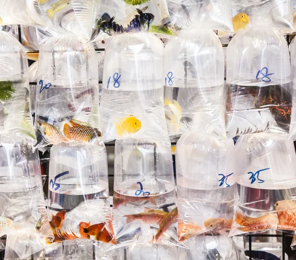 Τσάντες με τροπικά ψάρια προς πώληση — Φωτογραφία Αρχείου