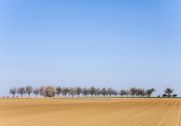 Acre recém lavrado com fileira de árvores — Fotografia de Stock