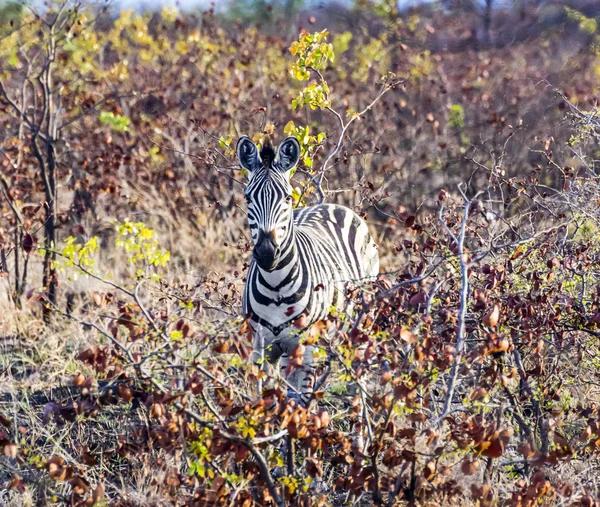 Zebras in der Wildnis — Stockfoto