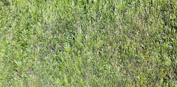 緑の生垣のパターン — ストック写真