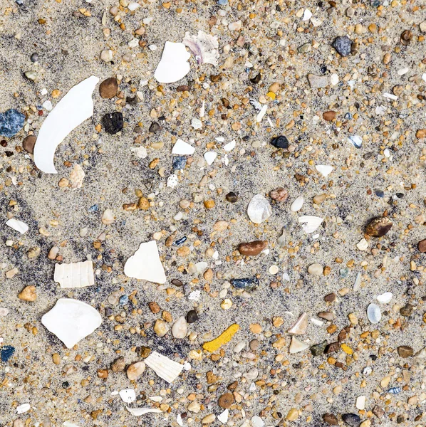 Skořápky a kameny na pláži — Stock fotografie