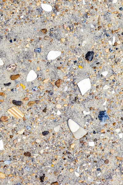 Coquilles et pierres à la plage — Photo