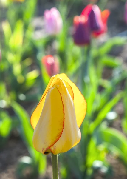 Gele tulp in veld — Stockfoto