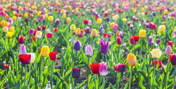 Blooming colorful tulips — Stock Photo, Image