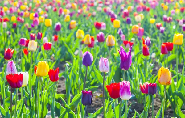 Tulipas coloridas florescendo — Fotografia de Stock